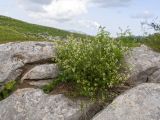 Galium calcareum. Цветущее растение в сообществе с Vicia. Адыгея, Кавказский биосферный заповедник, хр. Каменное Море, ≈ 2000 м н.у.м., в расщелине скалы. 28.07.2018.