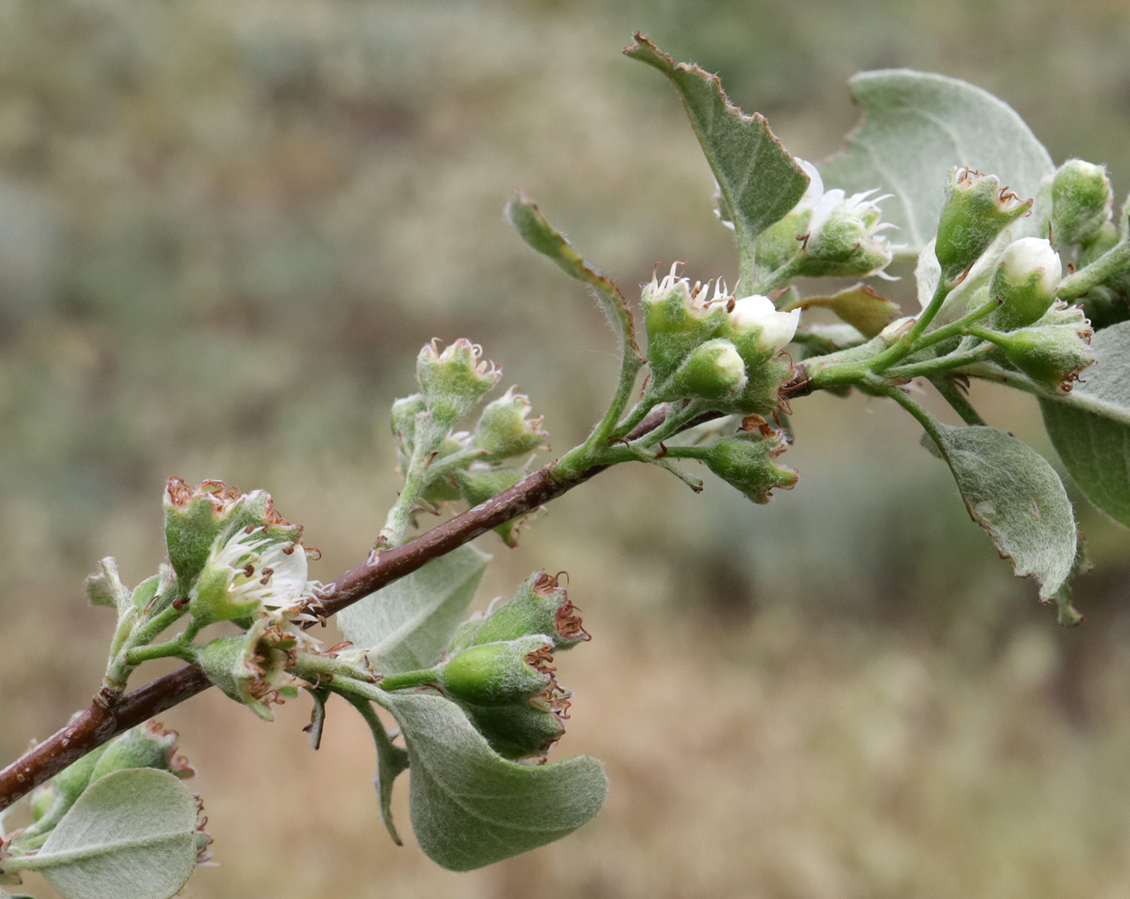 Изображение особи род Cotoneaster.