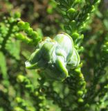 Thujopsis dolabrata