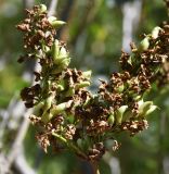 Syringa vulgaris