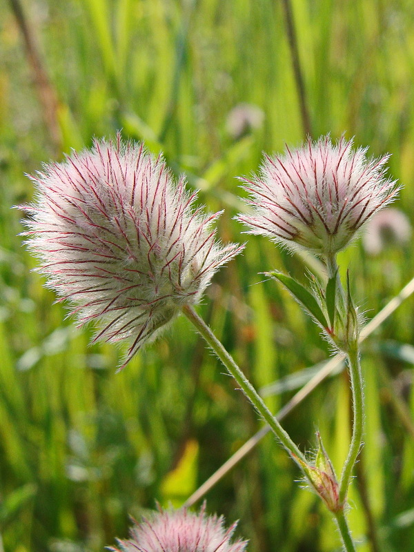 Image of Trifolium arvense specimen.