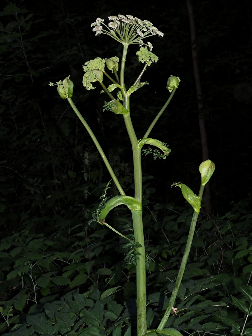 Image of Angelica sylvestris specimen.