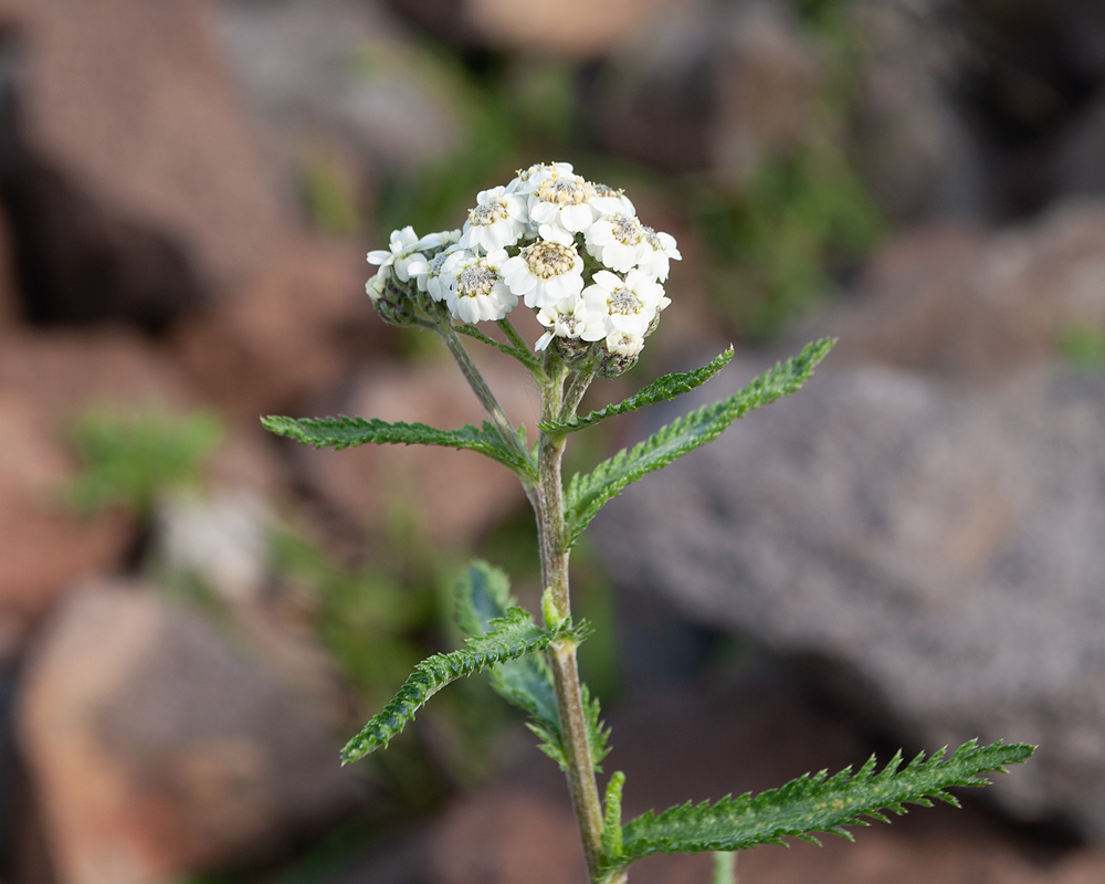 Изображение особи Achillea camtschatica.