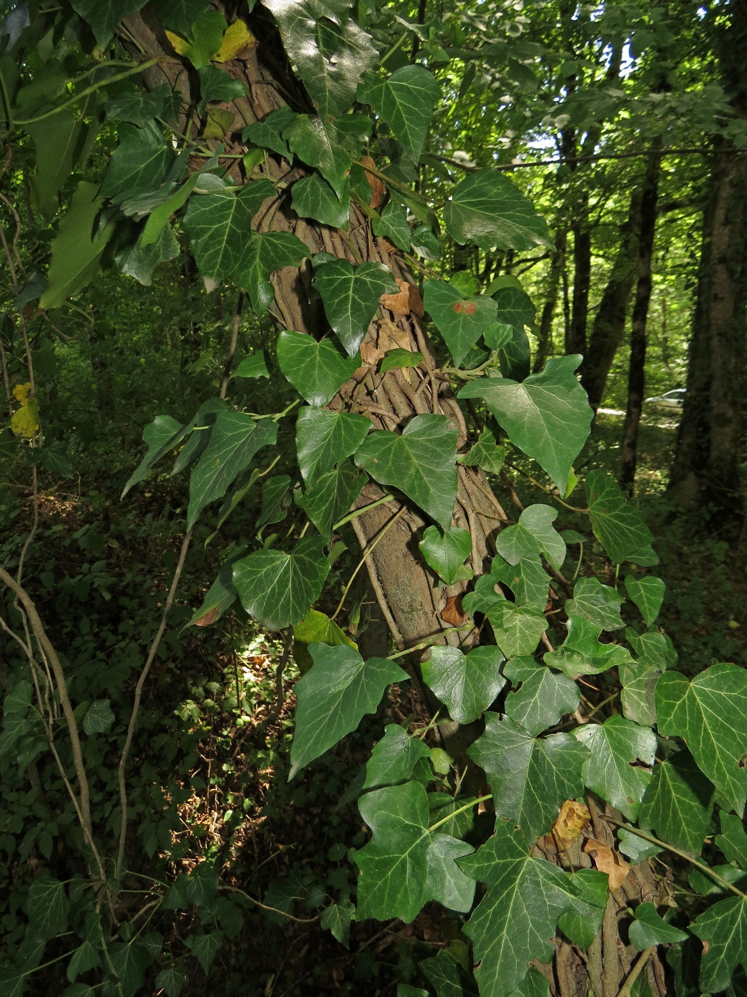 Image of Hedera helix specimen.