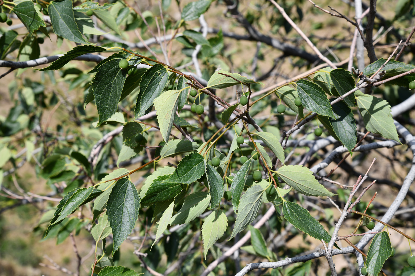 Image of Celtis caucasica specimen.