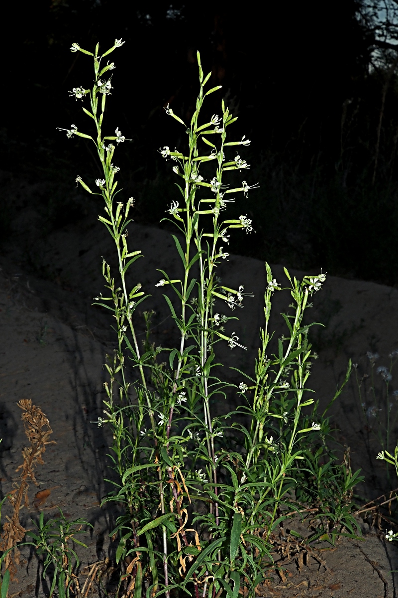 Изображение особи Silene tatarica.