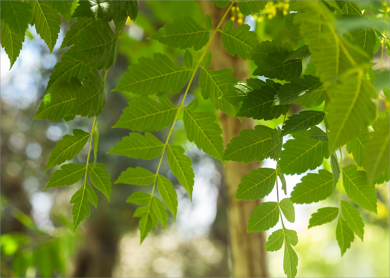 Image of Koelreuteria paniculata specimen.