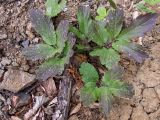 Cardamine quinquefolia