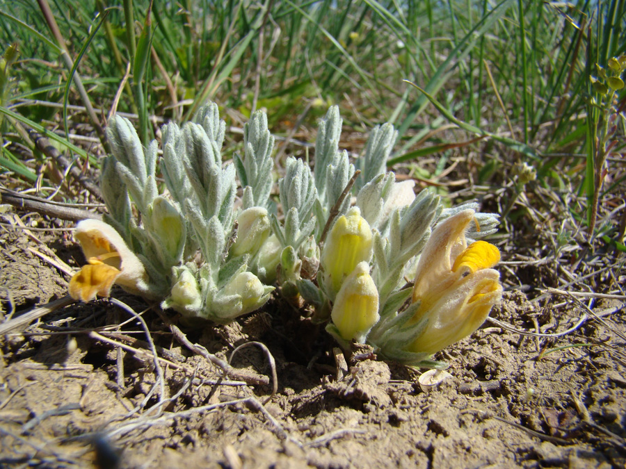 Image of Cymbochasma borysthenica specimen.