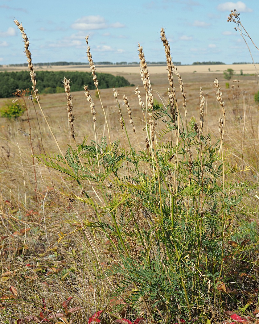 Image of Astragalus varius specimen.