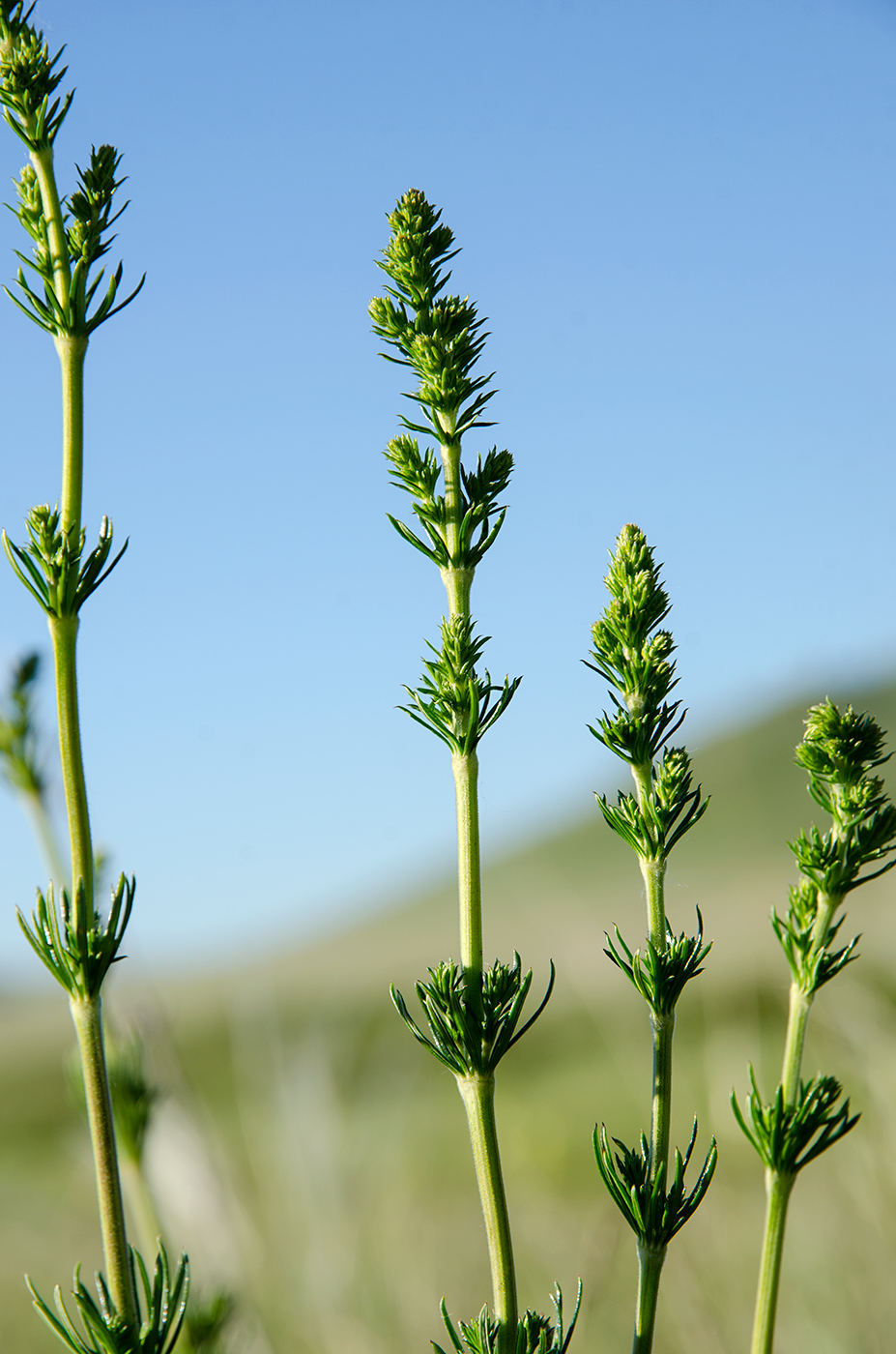 Image of Galium verum specimen.
