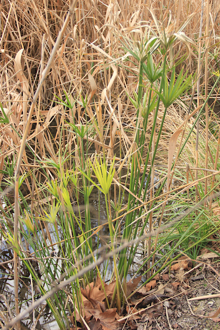 Изображение особи Cyperus alternifolius.
