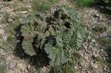 Rheum cordatum