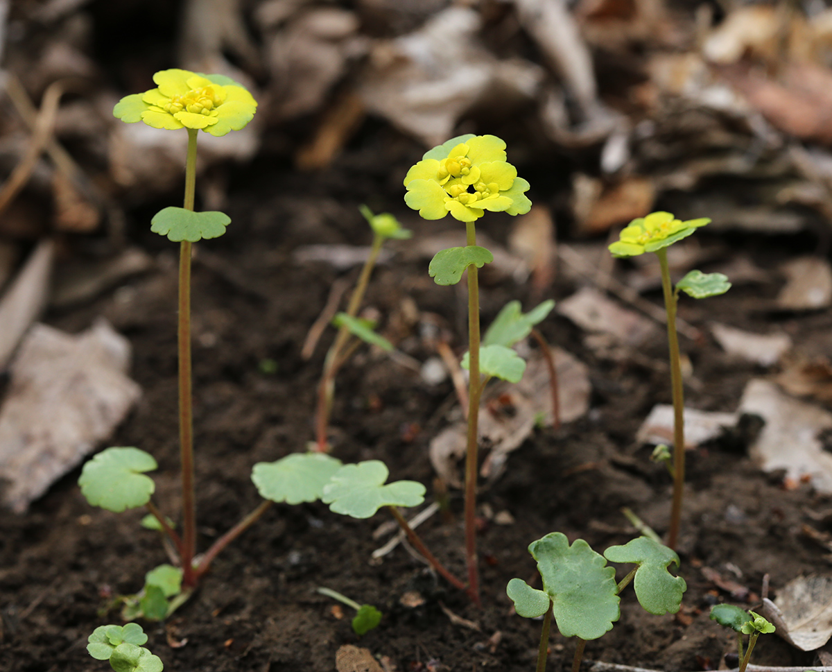 Image of Chrysosplenium sibiricum specimen.