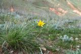 Tulipa biebersteiniana. Цветущее растение. Астраханская обл, Ахтубинский р-н, Богдинско-Баскунчакский природный запов., обочина экологического маршрута \"Легенды святой горы\", гора Бол. Богдо, южный склон. 05.04.2025.