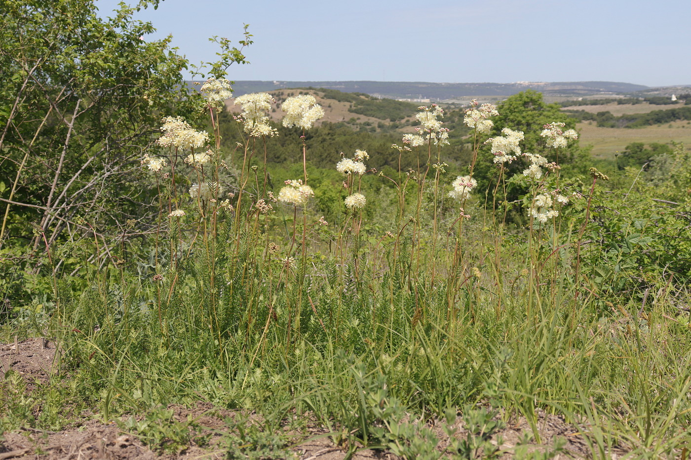 Image of Filipendula vulgaris specimen.