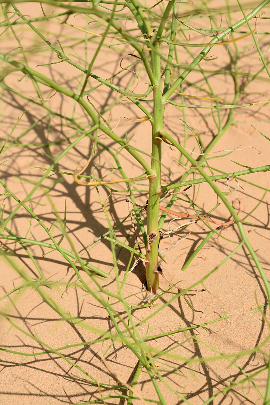 Image of familia Asteraceae specimen.