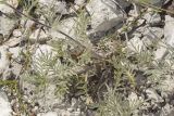 Lomelosia argentea