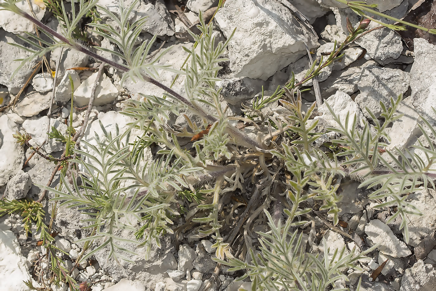 Image of Lomelosia argentea specimen.