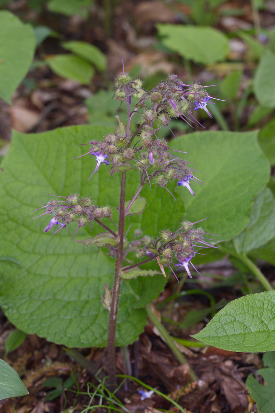 Image of Trachystemon orientalis specimen.
