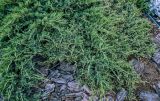 Juniperus sabina