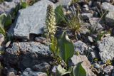 Lagotis integrifolia