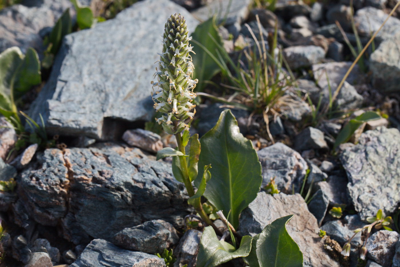 Image of Lagotis integrifolia specimen.