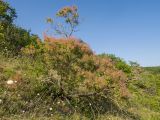 Cotinus coggygria. Плодоносящие растения. Краснодарский край, Крымский р-н, окр. станицы Неберджаевская, дол. р. Липки, пушистодубово-грабинниковый лес, скальное обнажение на месте старого заросшего карьера. 07.06.2025.