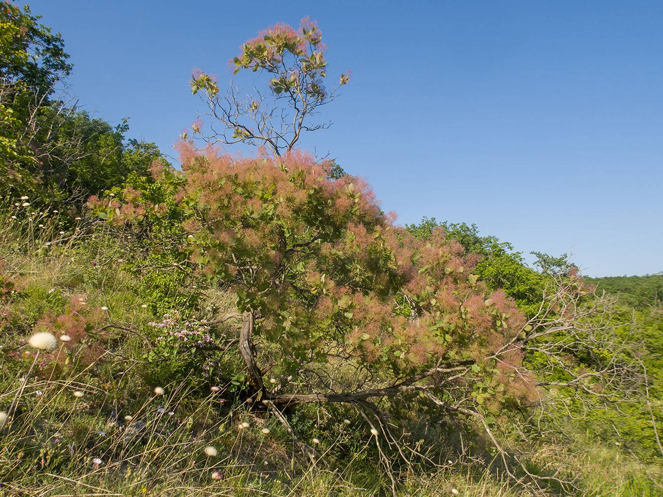 Image of Cotinus coggygria specimen.