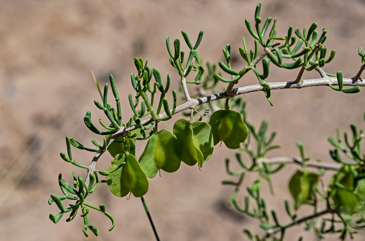 Изображение особи Zygophyllum xanthoxylum.