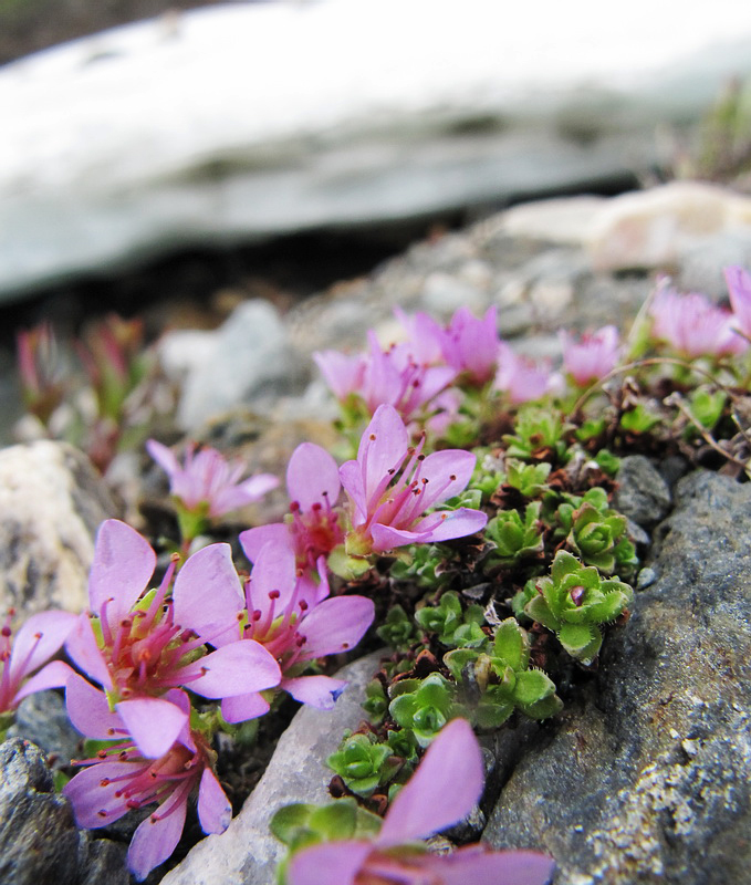 Изображение особи Saxifraga oppositifolia.