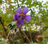 genus Geranium. Верхушка цветущего растения. Северная Осетия, Ирафский р-н, дол. р. Танадон, берег реки. 19.09.2024.