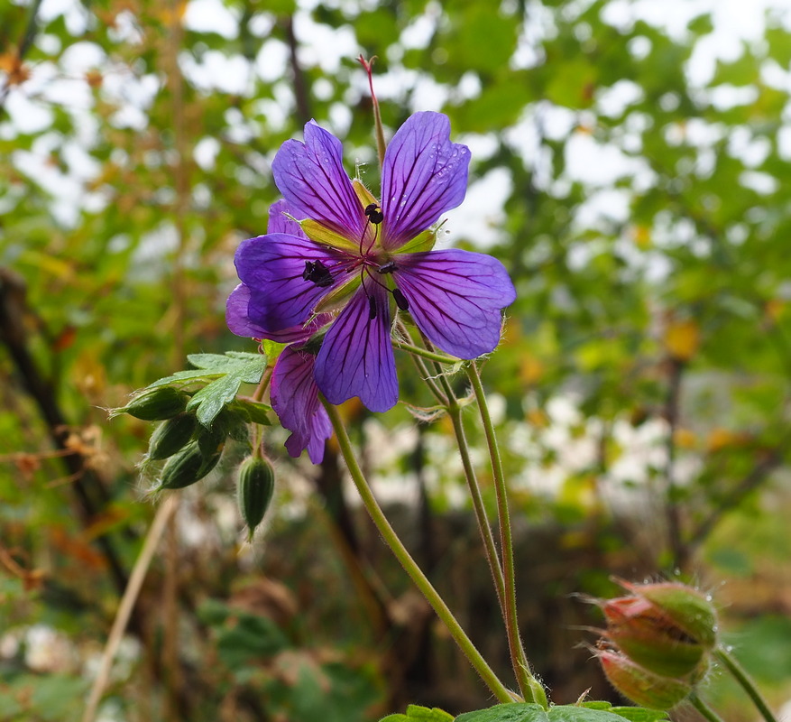 Image of genus Geranium specimen.