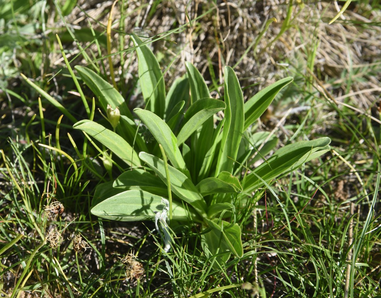 Image of Unknown species specimen.