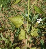 unknown species. Часть побега. Республика Адыгея, окраина пос. Каменномостский, ур. Бокши, луг. 2 мая 2025 г.