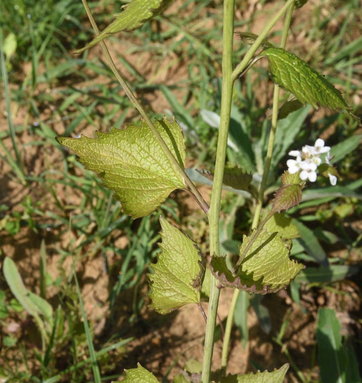 Image of Alliaria petiolata specimen.