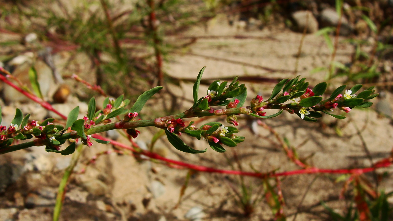 Изображение особи Polygonum aviculare.
