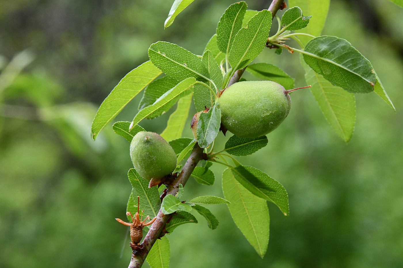 Изображение особи Amygdalus bucharica.