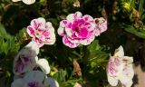 genus Calibrachoa