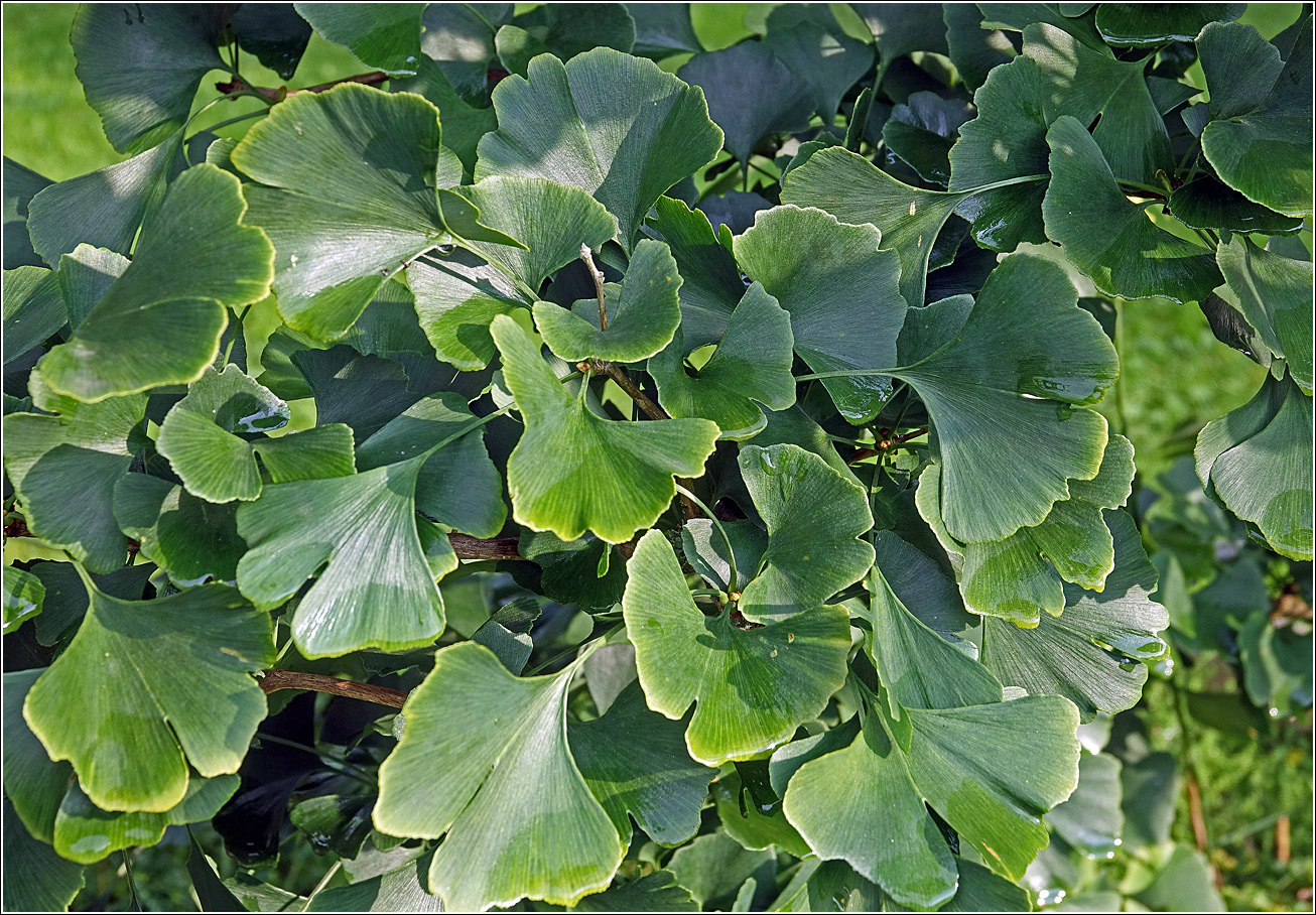 Image of Ginkgo biloba specimen.