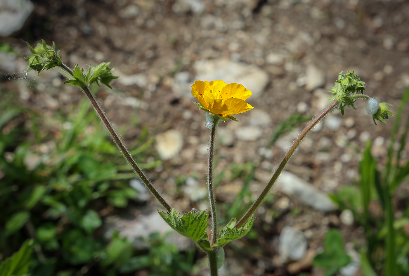 Image of genus Geum specimen.