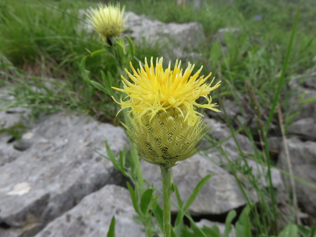 Image of Centaurea chrysolepis specimen.