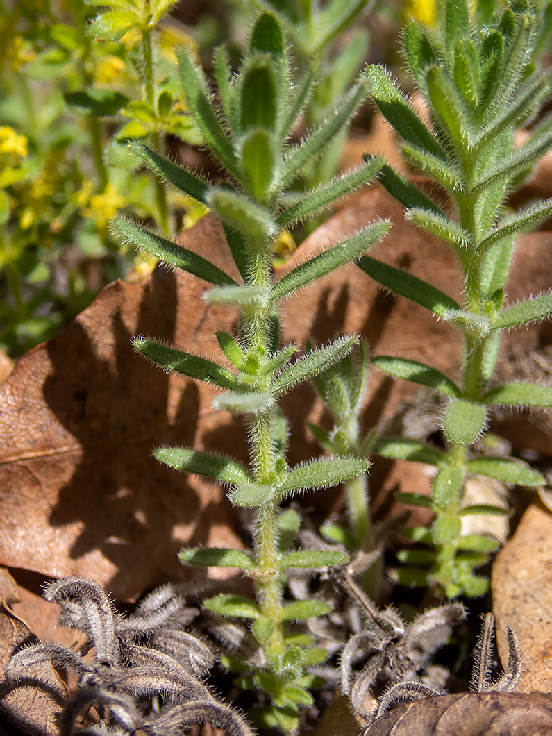 Image of Cruciata taurica specimen.