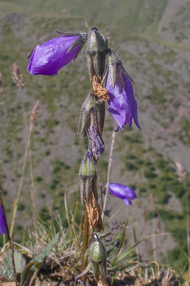 Изображение особи род Campanula.