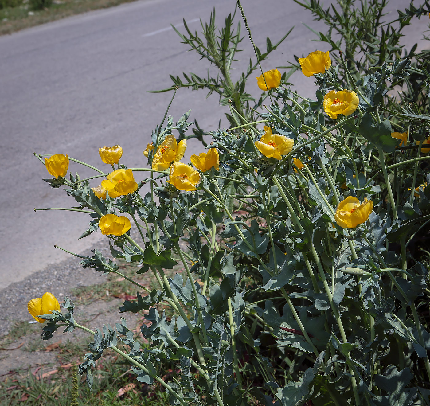 Изображение особи Glaucium flavum.