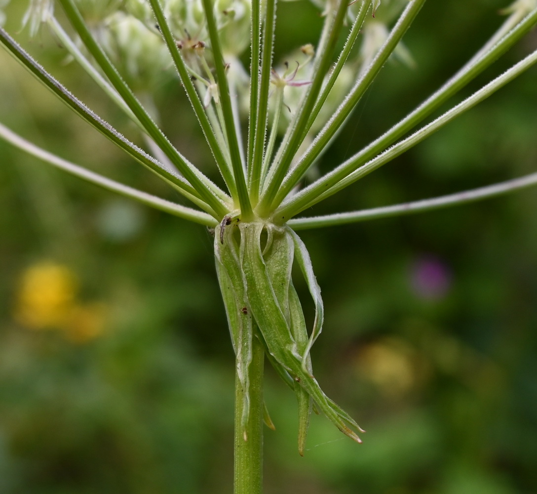 Image of familia Apiaceae specimen.