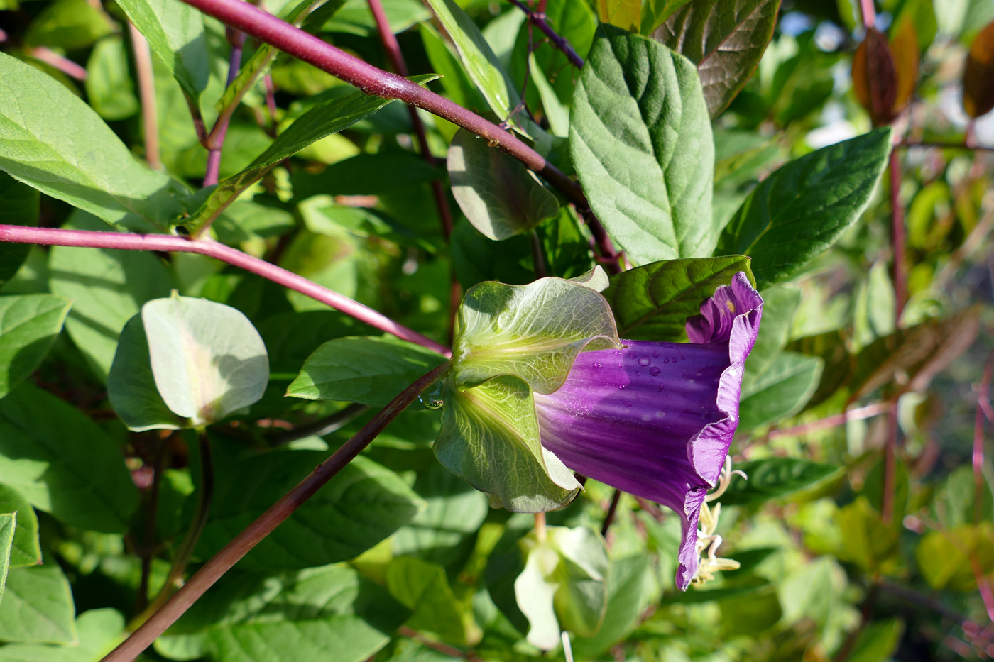 Изображение особи Cobaea scandens.