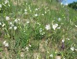 Anthericum ramosum