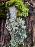 Ramalina pollinaria. Талломы с соралиями (вверху — мох Brachythecium sp.). Санкт-Петербург, Петродворцовый р-н, парк «Александрия», в парке у аллеи на стволе Quercus robur. 16.12.2025.