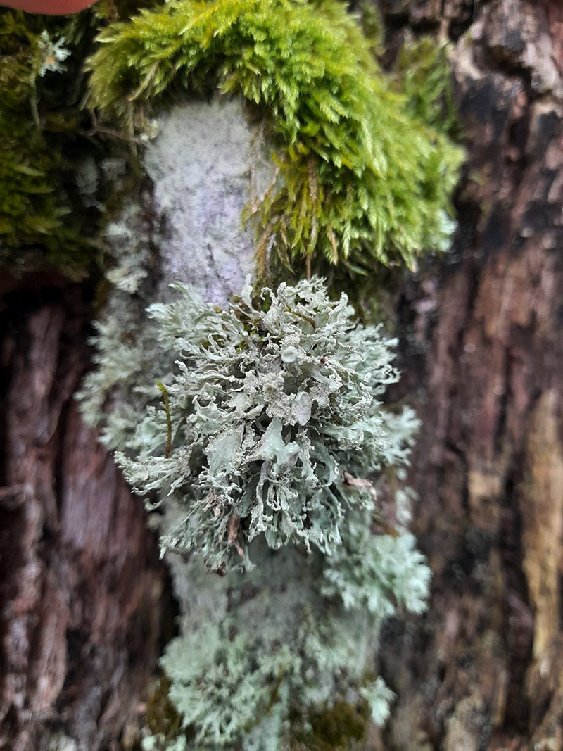 Image of Ramalina pollinaria specimen.